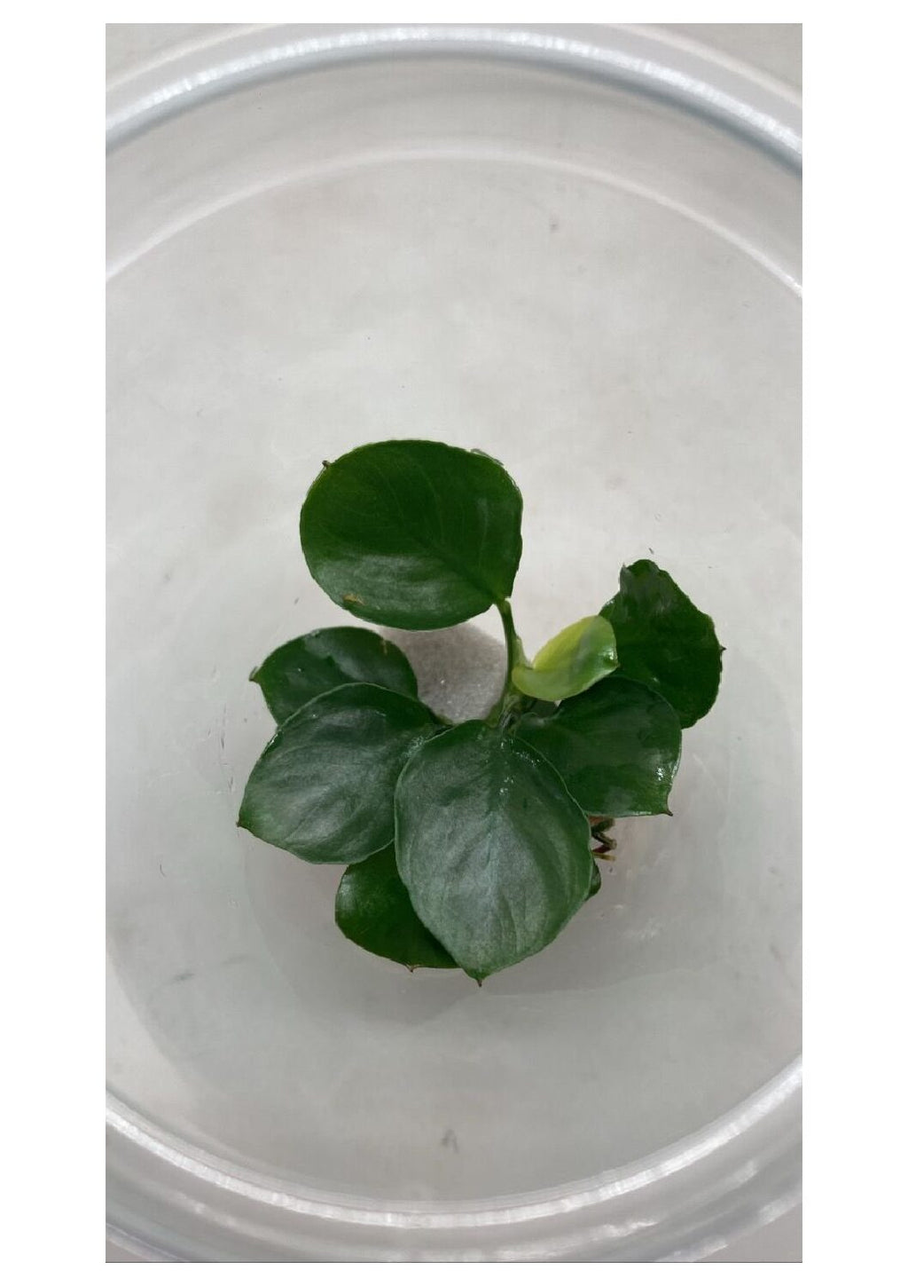 Anubias-Barteri-Round-Leaf1