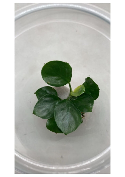 Anubias-Barteri-Round-Leaf1