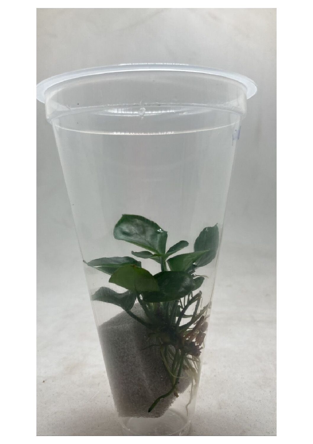 Anubias-Barteri-Round-Leaf2