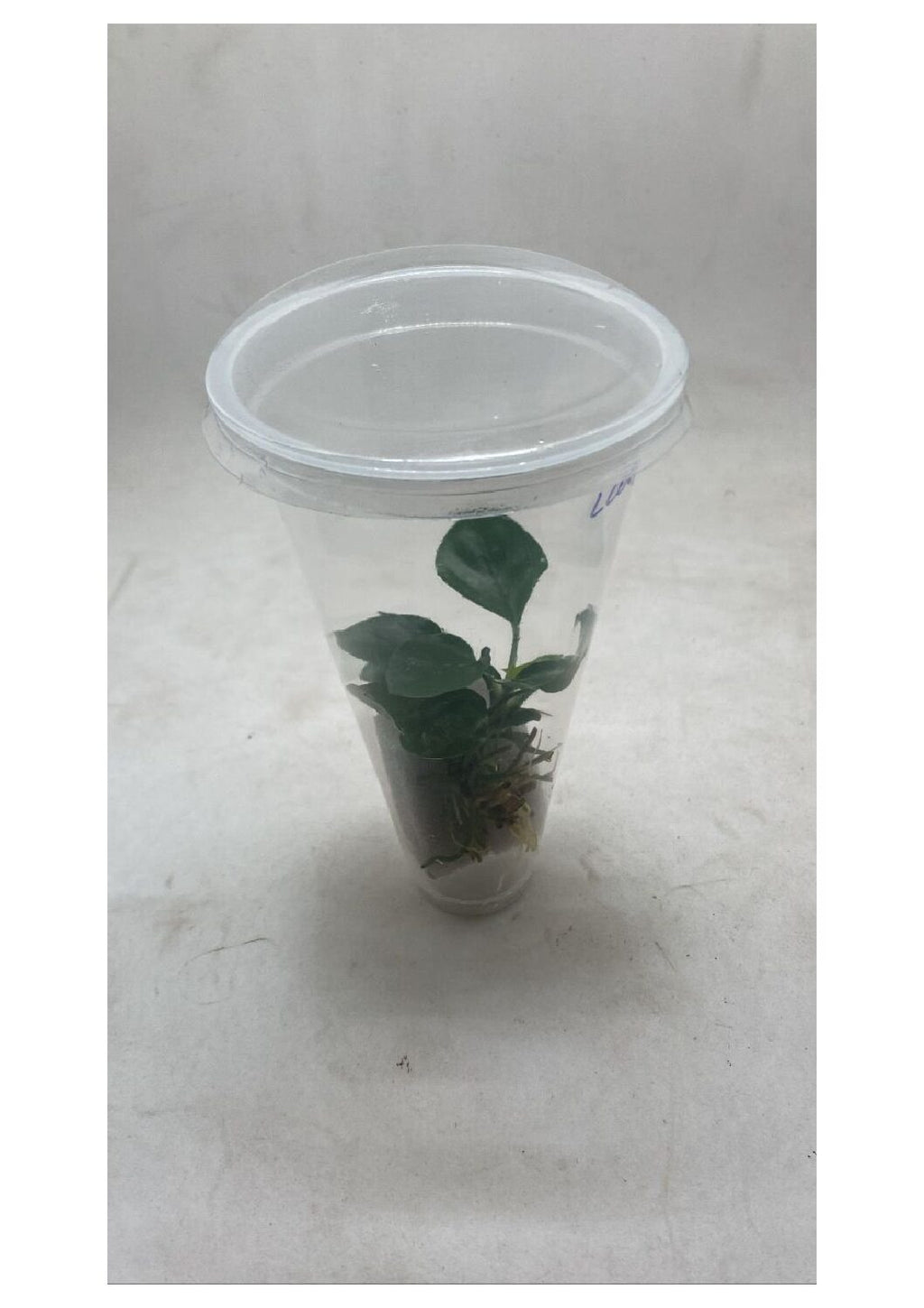 Anubias-Barteri-Round-Leaf3