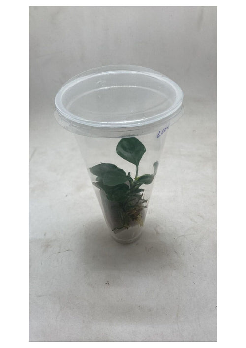 Anubias-Barteri-Round-Leaf3
