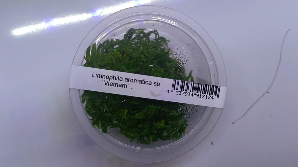 Scrophulariaceae Limnophila SP
