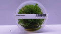 Rotala Nanjean TC IC400