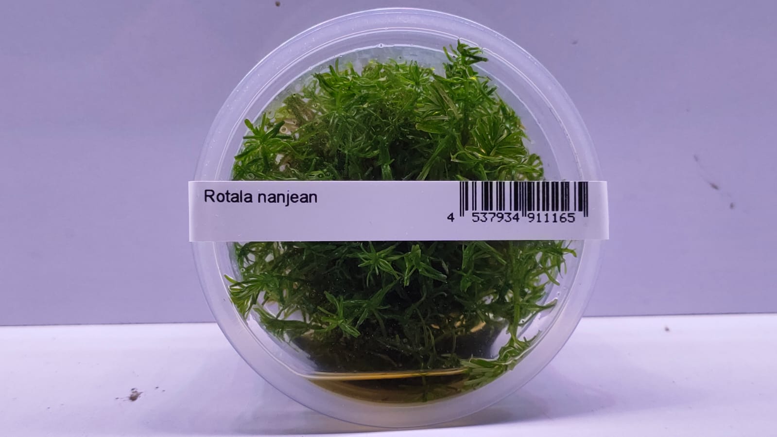 Rotala Nanjean TC IC400