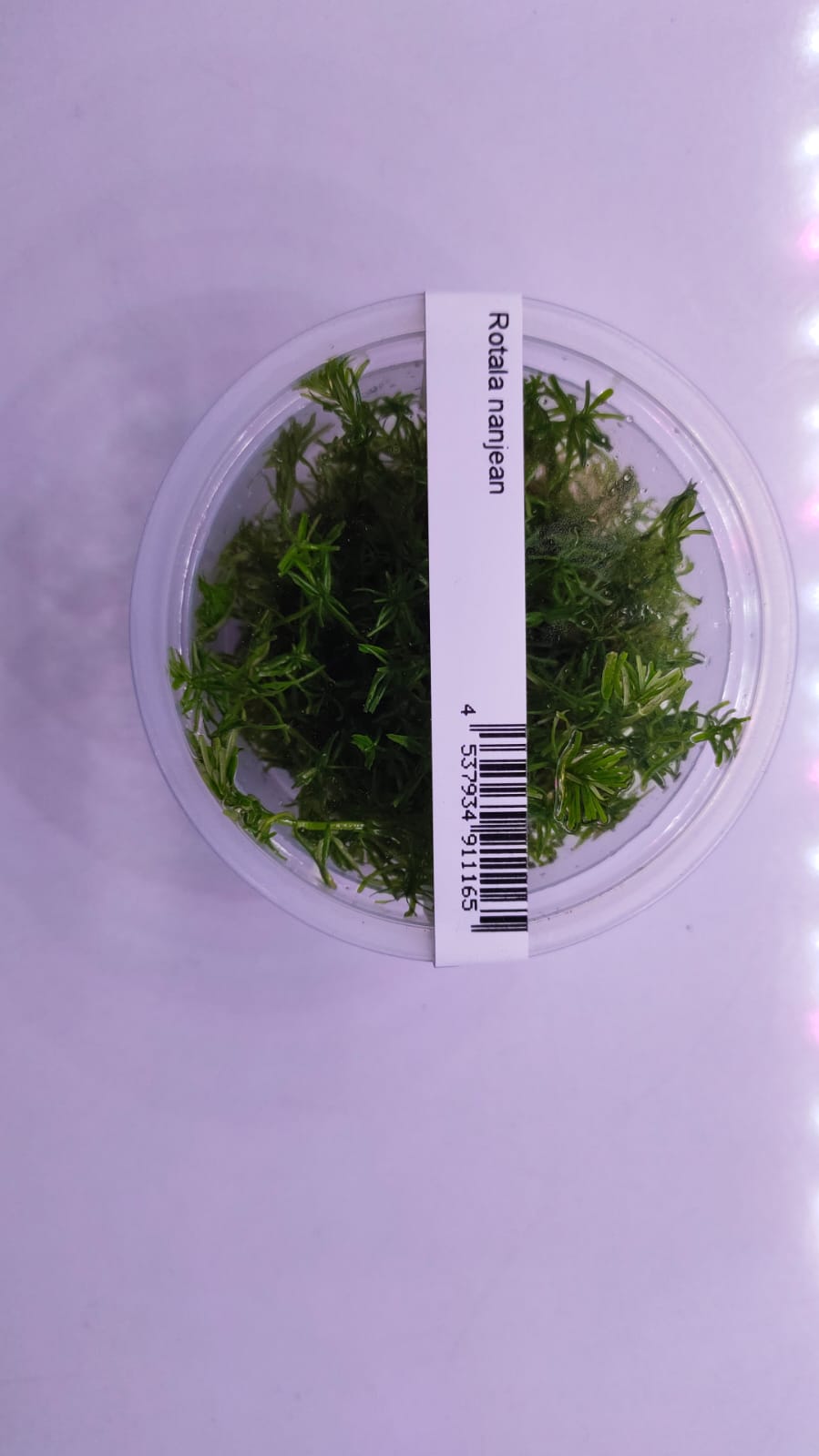 Rotala Nanjean TC IC400