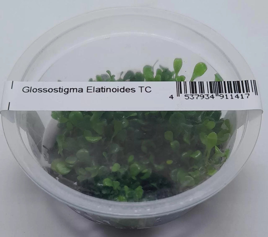 Glossostigma-Elatinoides