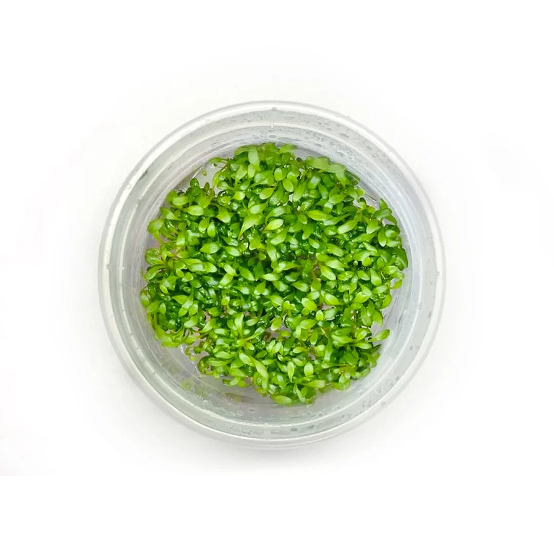 Glossostigma-Elatinoides