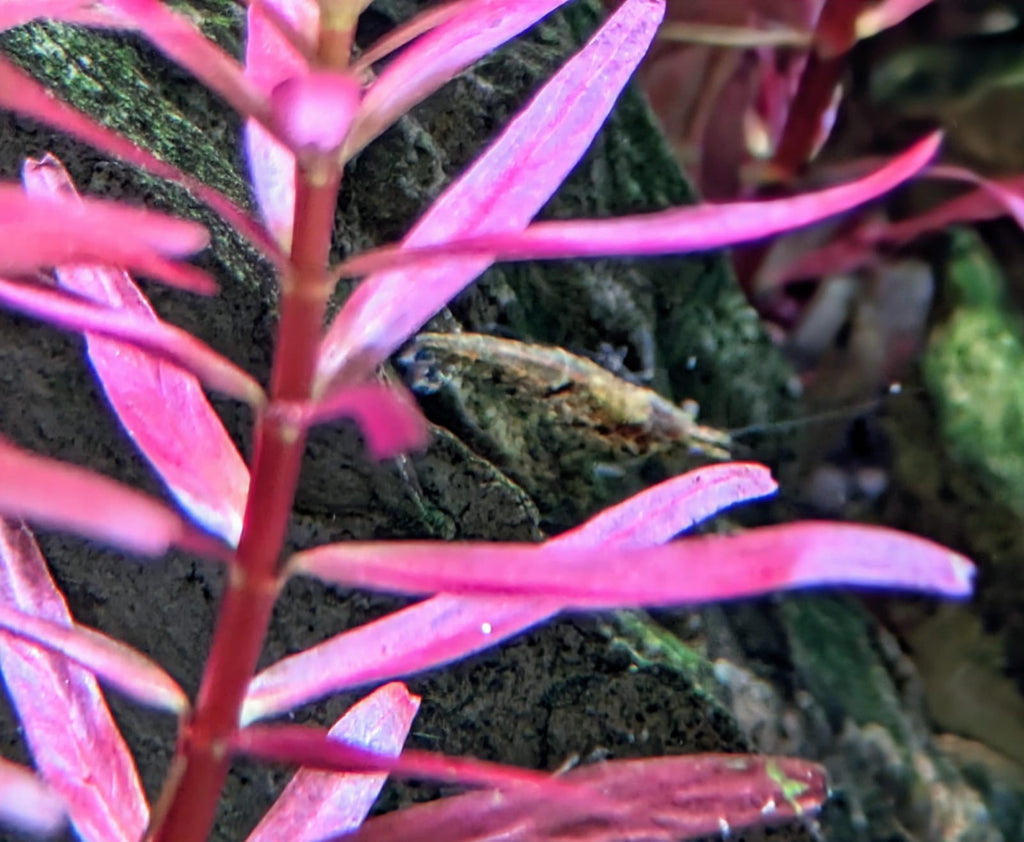 Rotala blood red