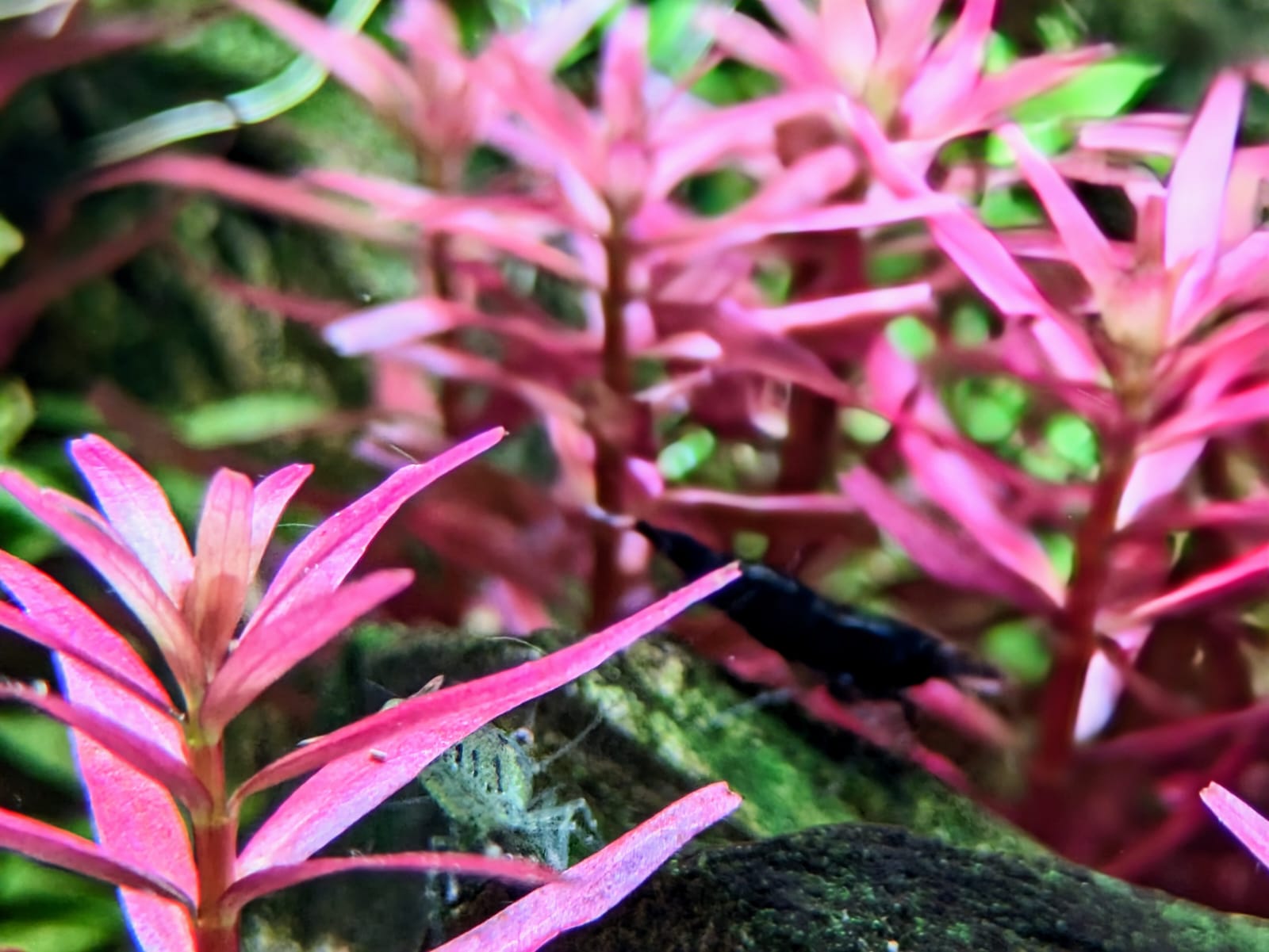 Rotala blood red