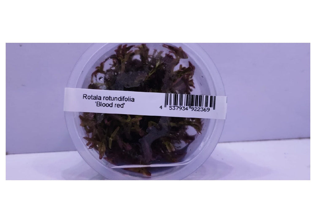 Rotala-rotundifolia-Blood-Red