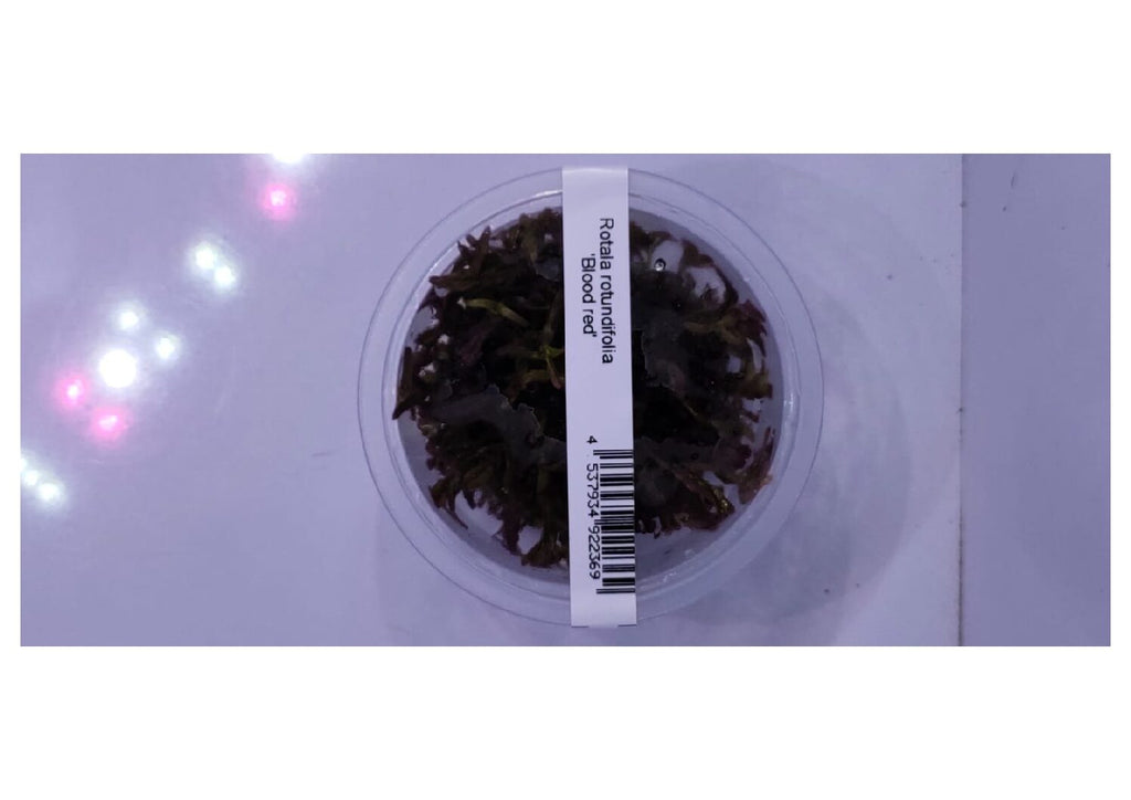 Rotala-rotundifolia-Blood-Red3