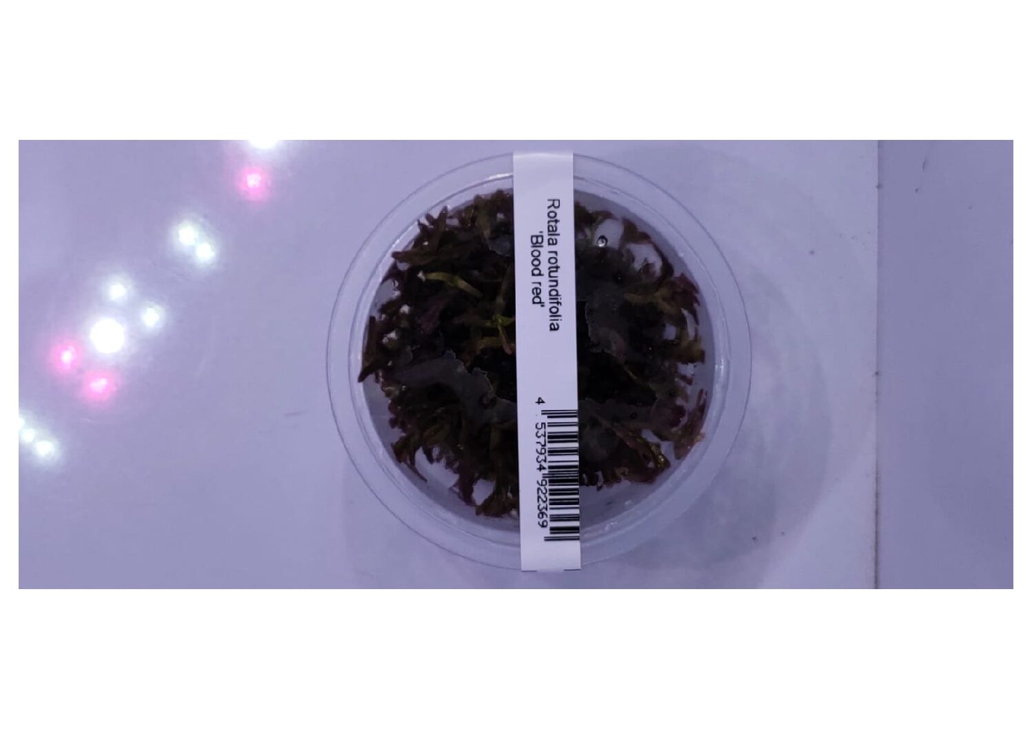 Rotala-rotundifolia-Blood-Red3