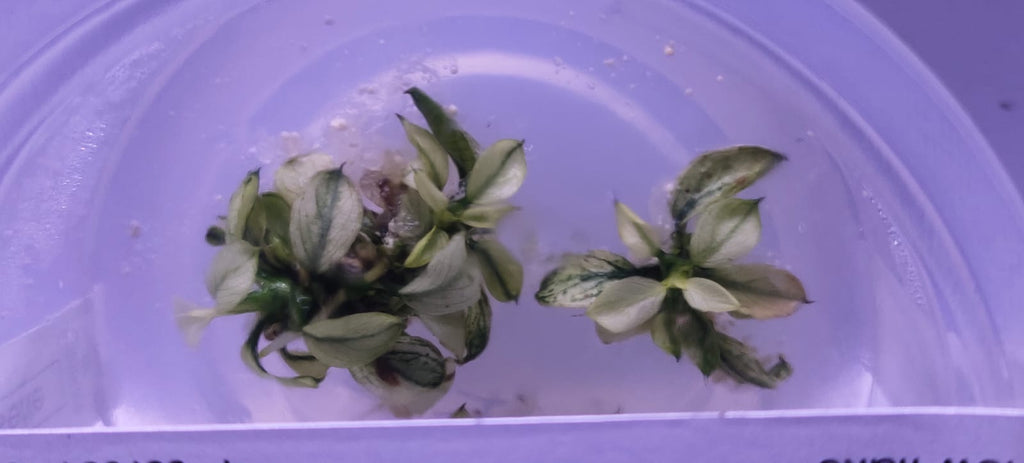 Anubias barteri var. nana petite 'Snow Flake'