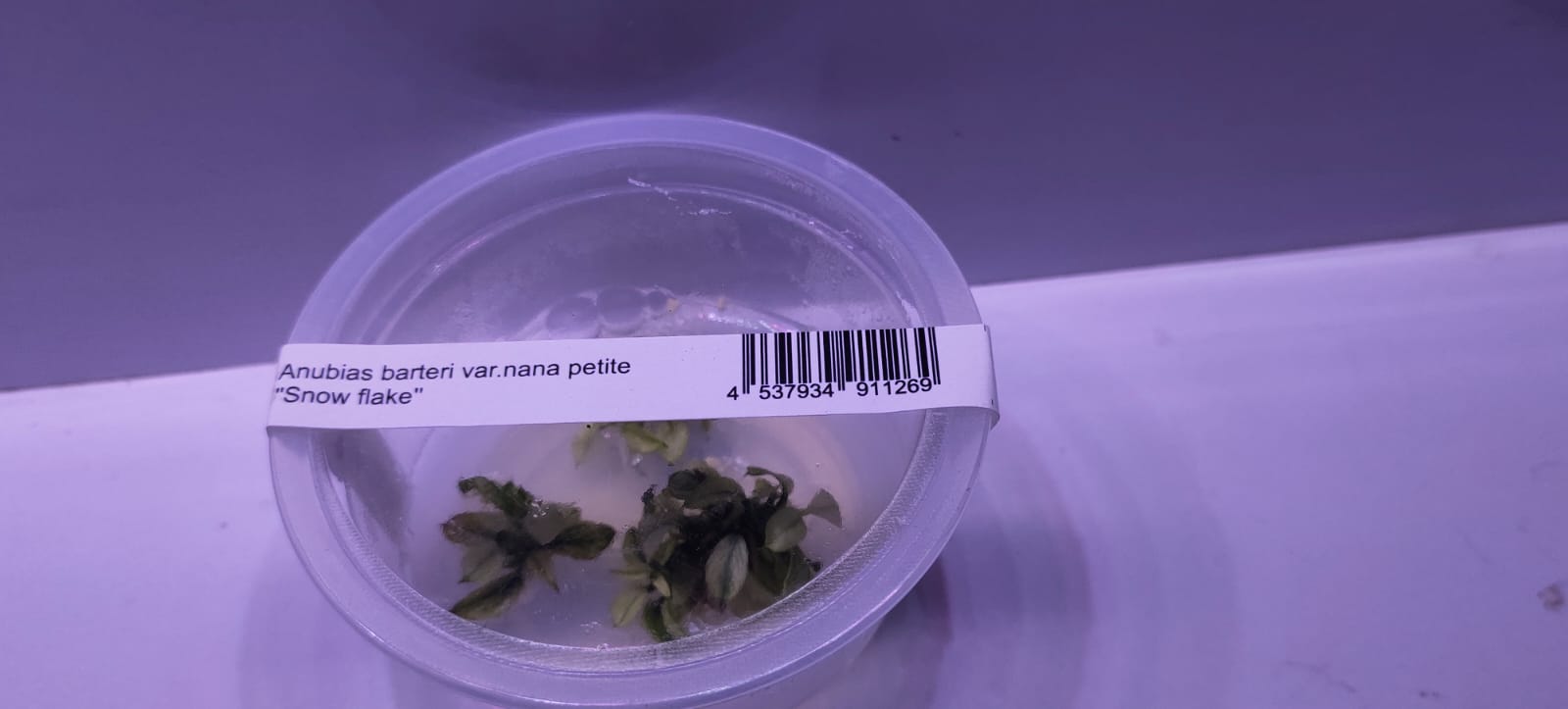Anubias barteri var. nana petite 'Snow Flake'