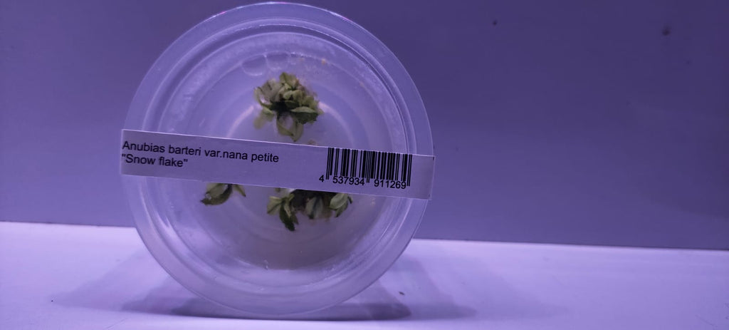 Anubias barteri var. nana petite 'Snow Flake'