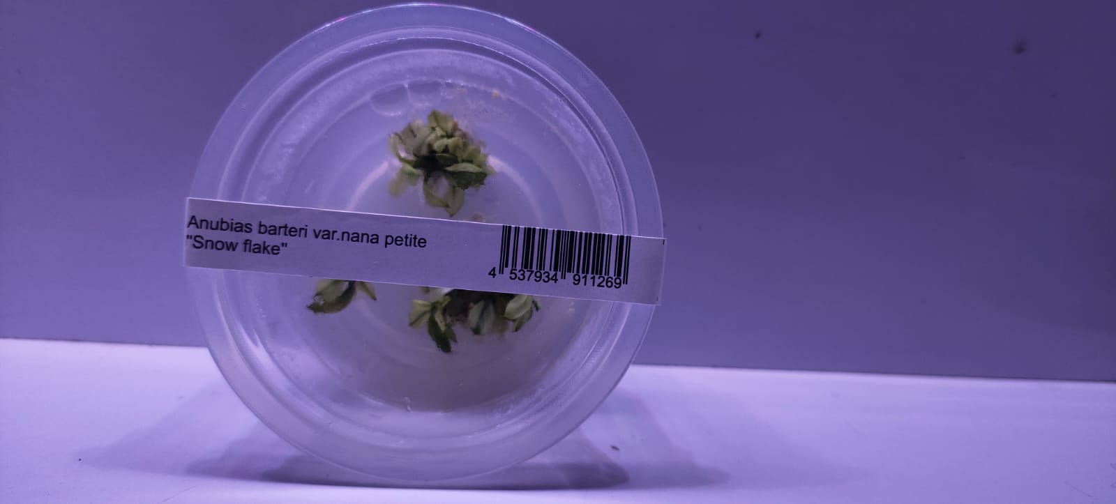 Anubias barteri var. nana petite 'Snow Flake'