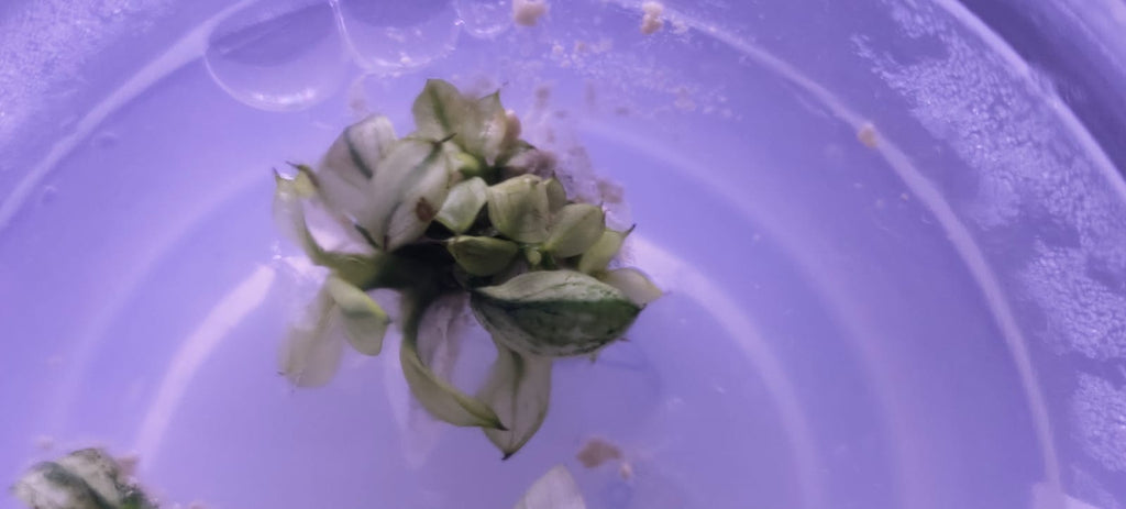 Anubias barteri var. nana petite 'Snow Flake'