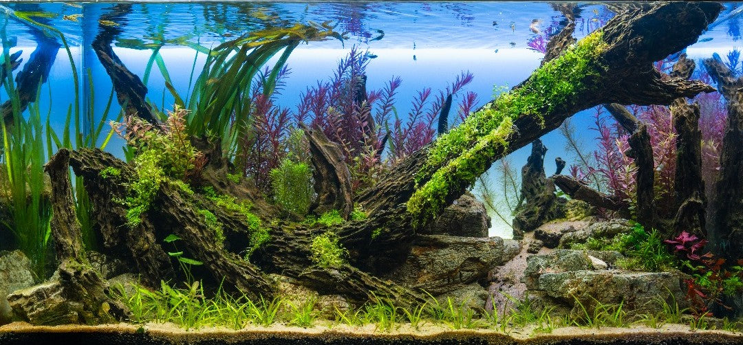 fish aquarium accessories in bangalore The Woody-like Sculpture Discover a diverse selection of