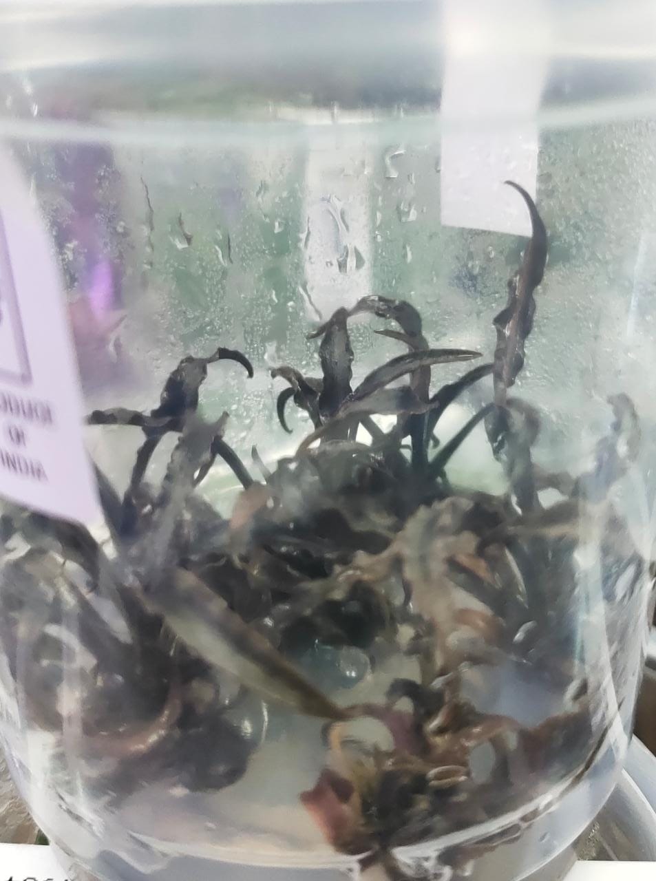 Cryptocoryne spiralis tiger