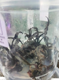 Cryptocoryne spiralis tiger