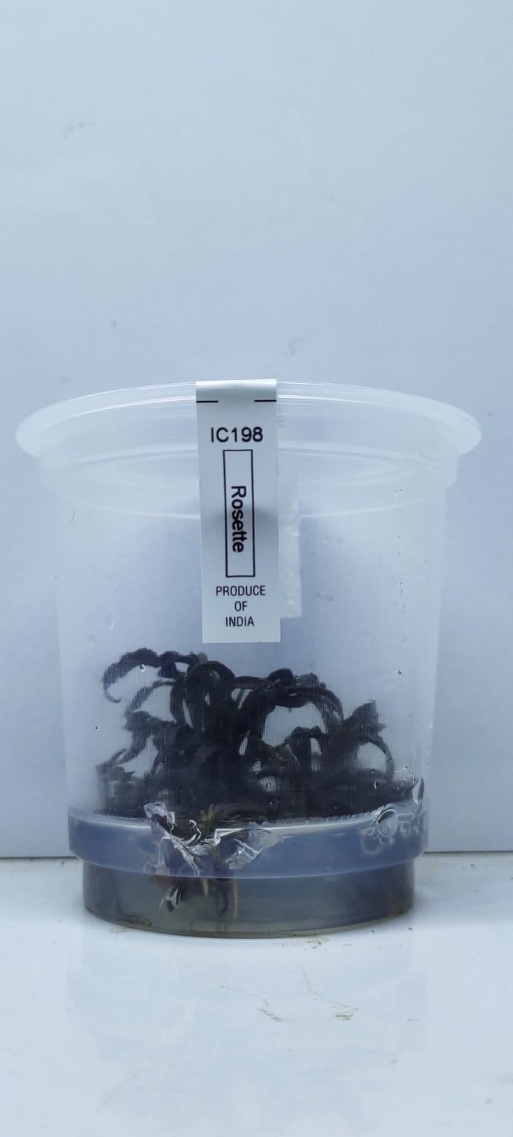 Cryptocoryne spiralis tiger