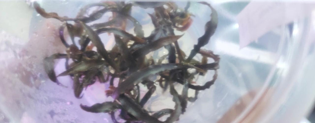 Cryptocoryne spiralis tiger