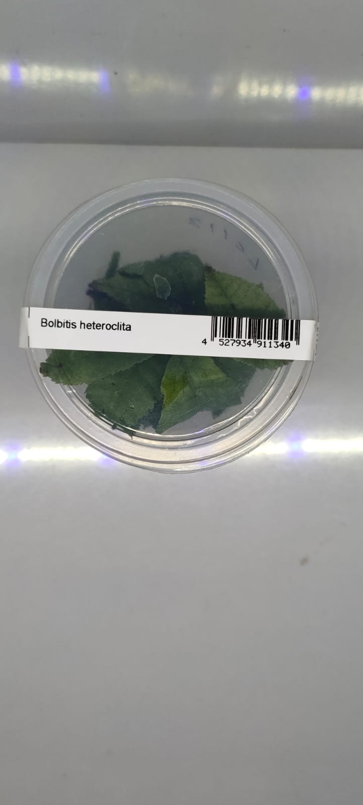 Bolbitis Heteroclita