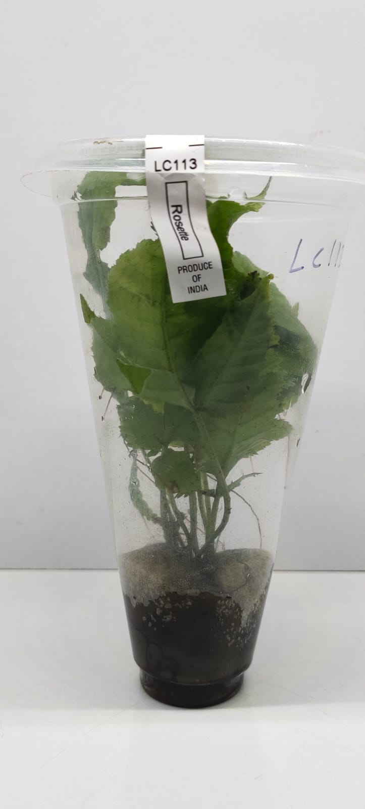 Bolbitis Heteroclita