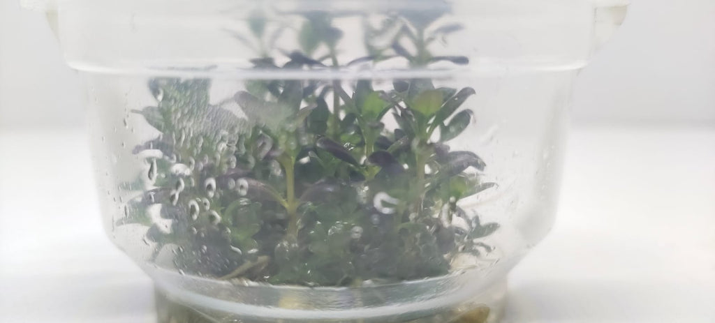 Rotala Ramosior Florida