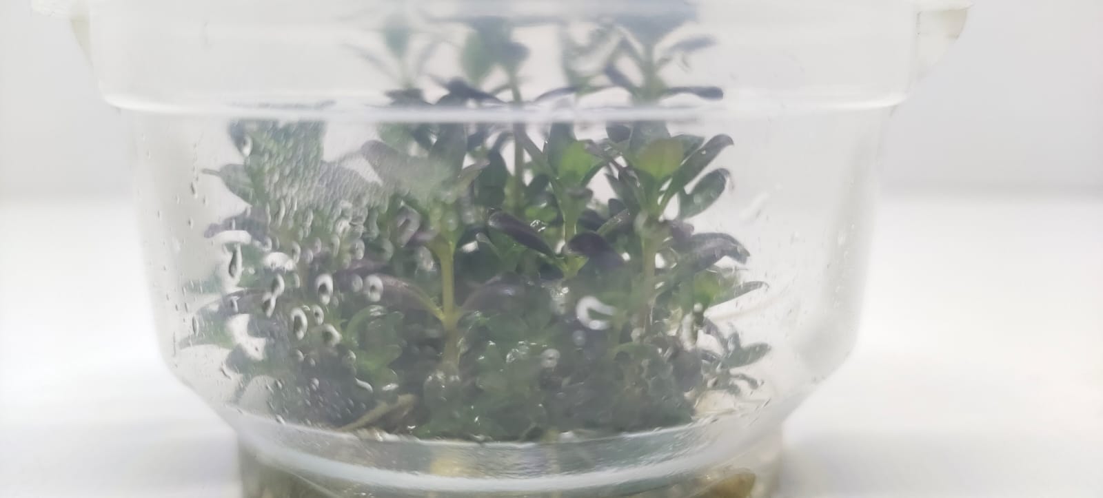 Rotala Ramosior Florida