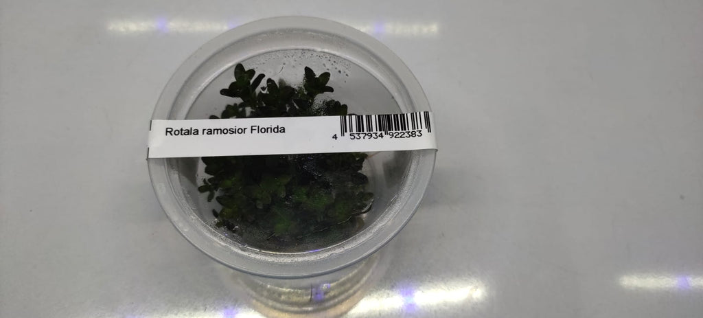 Rotala Ramosior Florida