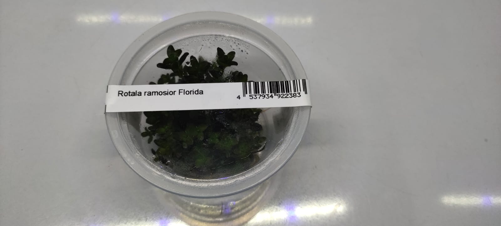 Rotala Ramosior Florida