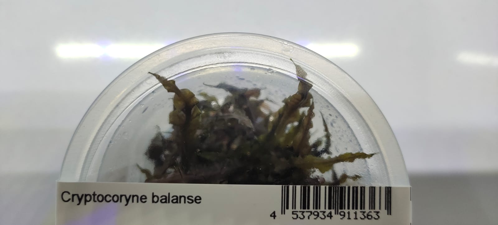 Cryptocoryne Balansae