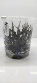 Cryptocoryne Balansae