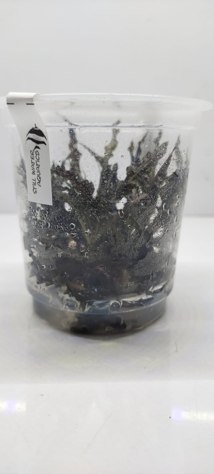 Cryptocoryne Balansae