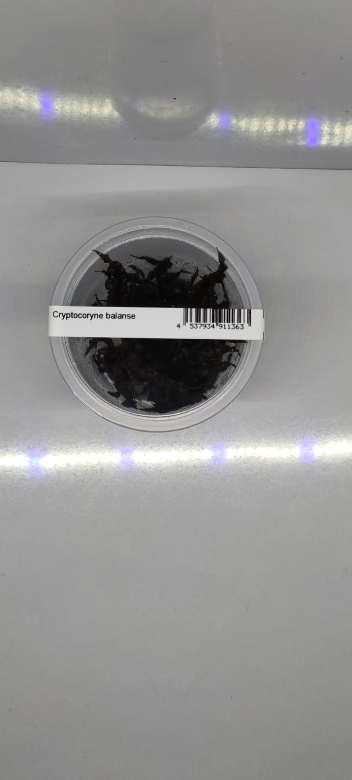 Cryptocoryne Balansae