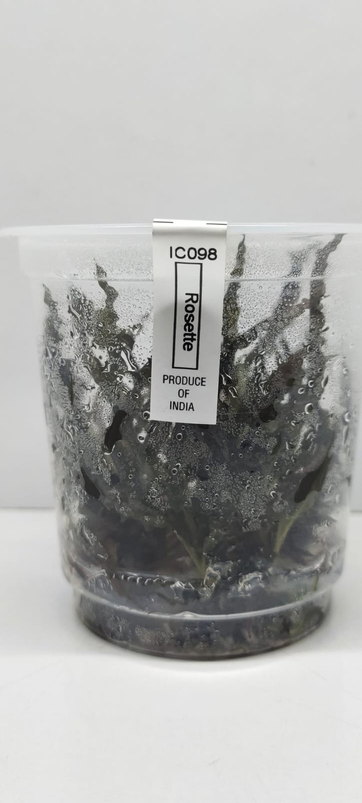 Cryptocoryne Balansae