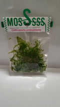 Callicostella Prabaktiana Moss