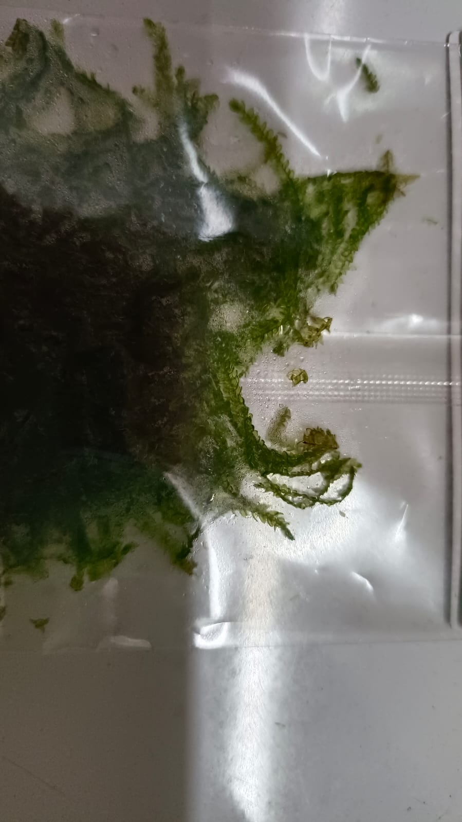 Callicostella Prabaktiana Moss