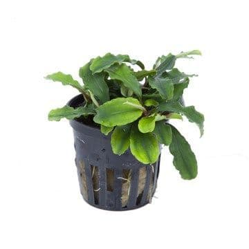 BUCEPHALANDRA SP. 'WAVY LEAF'