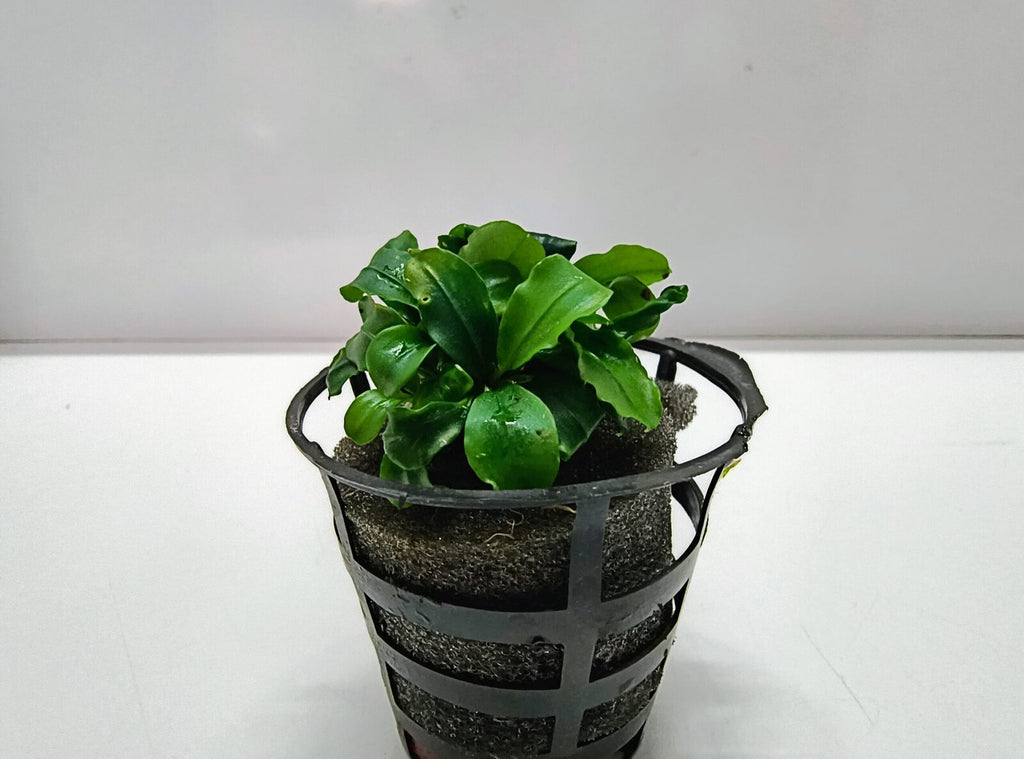 Ap106 (1)