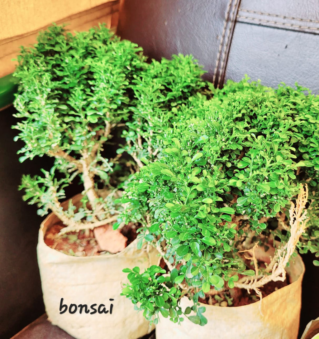Bonsai
