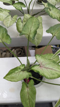 Syngonium