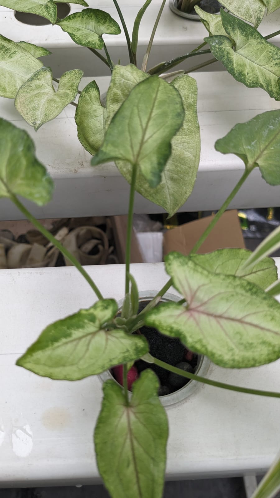 Syngonium