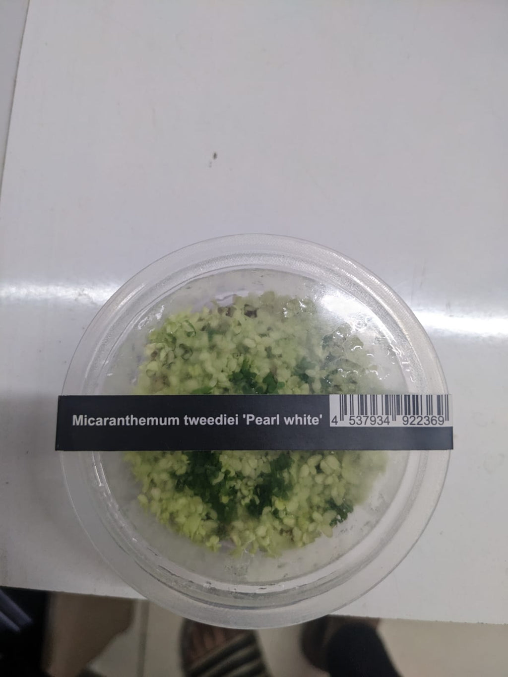 Micranthemum tweediei 'Pearl White'