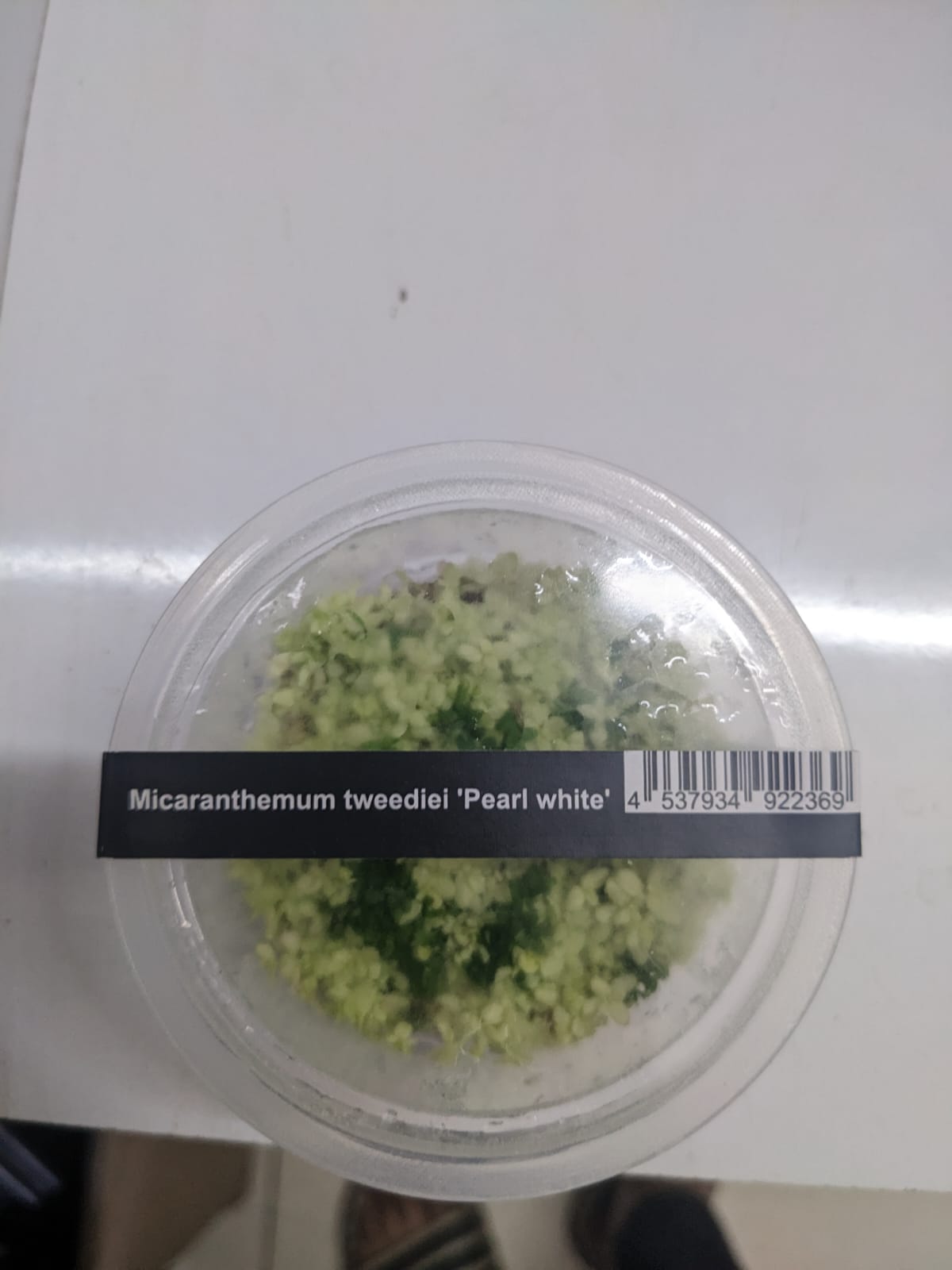 Micranthemum tweediei 'Pearl White'