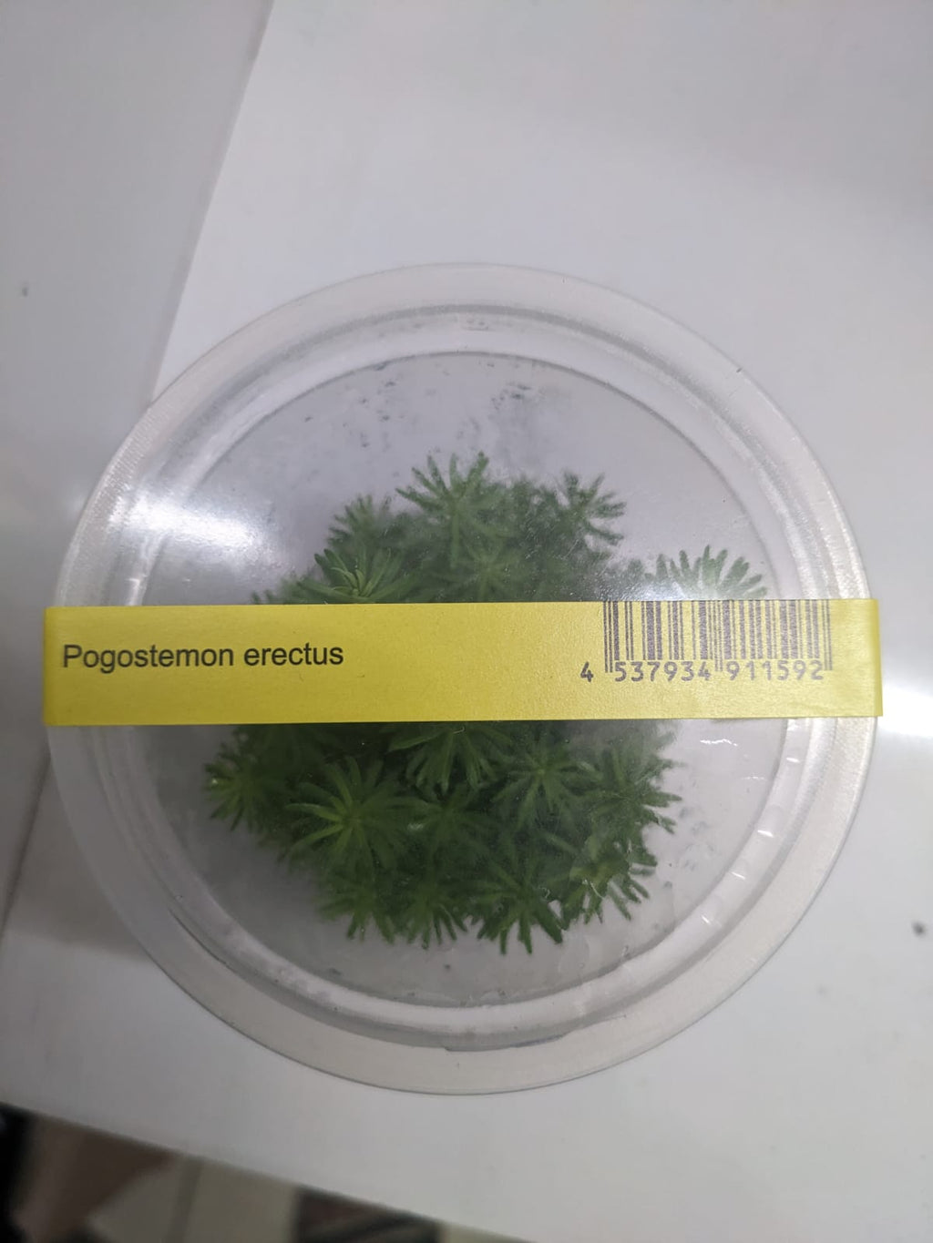 pogostemon-erectus-