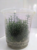 pogostemon-erectus-