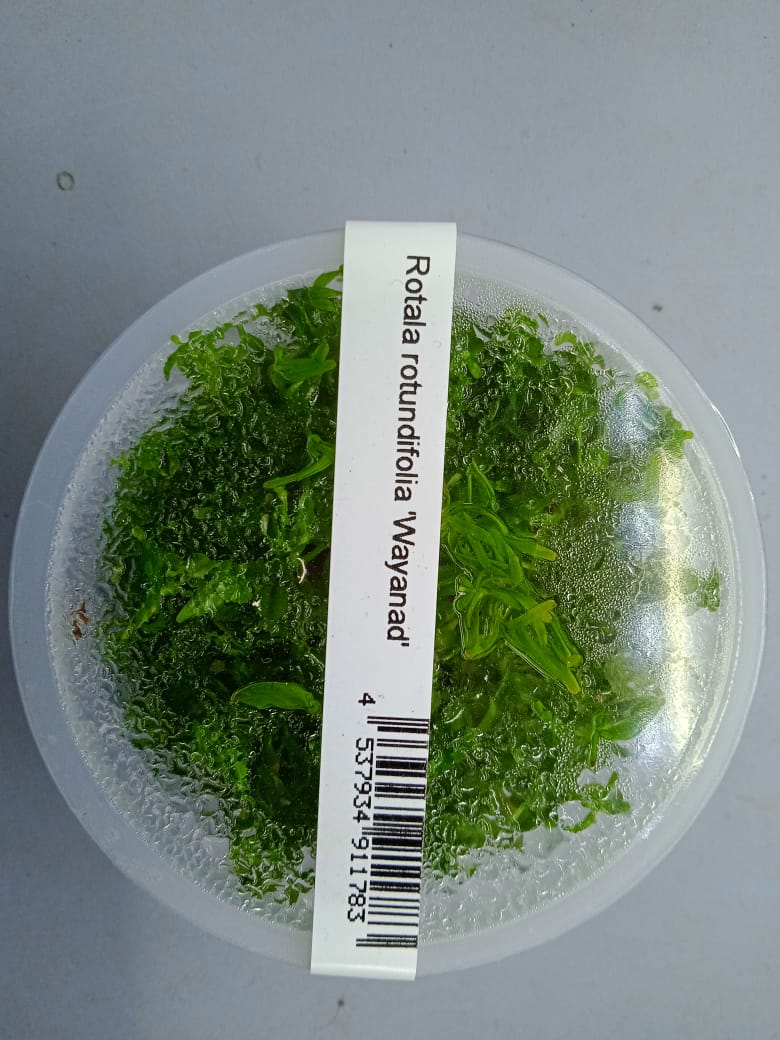 rotala rotundifolia wayanad