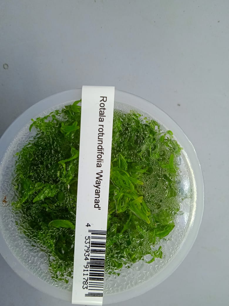 rotala rotundifolia wayanad
